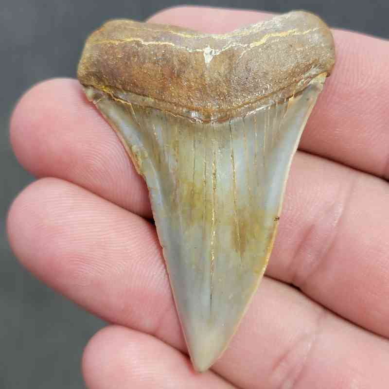 Extinct Great White Shark Tooth - #4