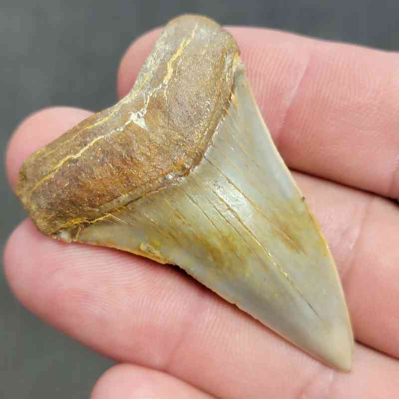 Extinct Great White Shark Tooth - #4 - Image 2