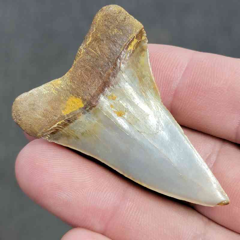 Extinct Great White Shark Tooth - #4 - Image 3
