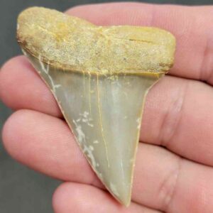 Extinct Great White Shark Tooth - #9