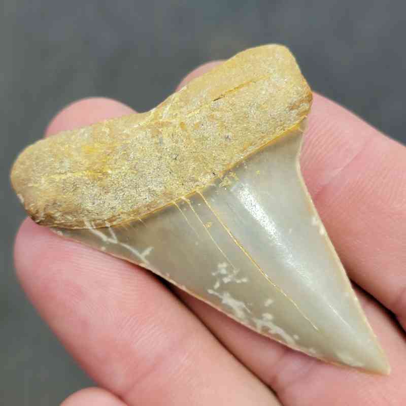 Extinct Great White Shark Tooth - #9 - Image 2