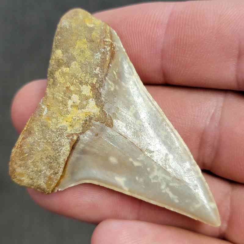Extinct Great White Shark Tooth - #9 - Image 3