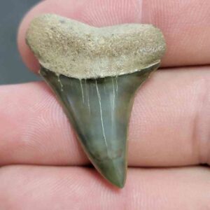 Fossil Extinct Great White Shark Tooth -  ExtinctGW1