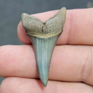 Fossil Extinct Great White Shark Tooth -  ExtinctGW10