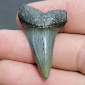 Fossil Extinct Great White Shark Tooth -  ExtinctGW11
