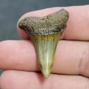 Fossil Extinct Great White Shark Tooth -  ExtinctGW12