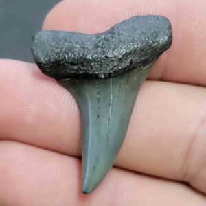 Fossil Extinct Great White Shark Tooth -  ExtinctGW13