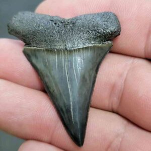 Fossil Extinct Great White Shark Tooth -  ExtinctGW14