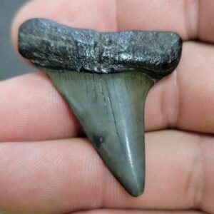 Fossil Extinct Great White Shark Tooth -  ExtinctGW15