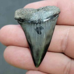 Fossil Extinct Great White Shark Tooth -  ExtinctGW17