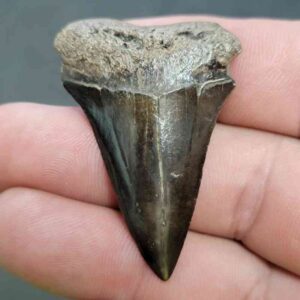 Fossil Extinct Great White Shark Tooth -  ExtinctGW18