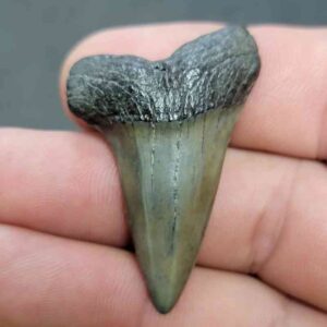 Fossil Extinct Great White Shark Tooth -  ExtinctGW19