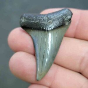 Fossil Extinct Great White Shark Tooth -  ExtinctGW20