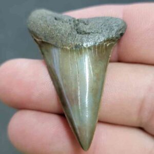 Fossil Extinct Great White Shark Tooth -  ExtinctGW21