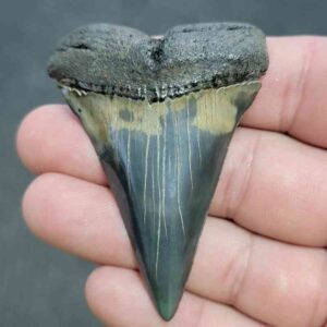 Fossil Extinct Great White Shark Tooth -  ExtinctGW22