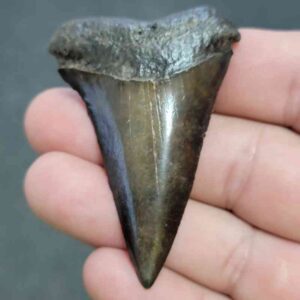 Fossil Extinct Great White Shark Tooth -  ExtinctGW25