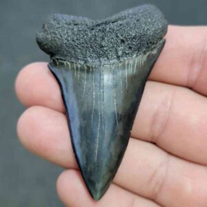 Fossil Extinct Great White Shark Tooth -  ExtinctGW26