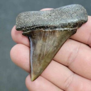 Fossil Extinct Great White Shark Tooth -  ExtinctGW27