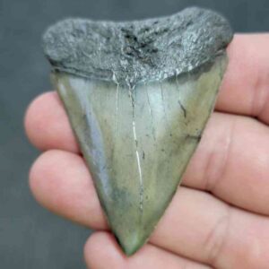 Fossil Extinct Great White Shark Tooth -  ExtinctGW28