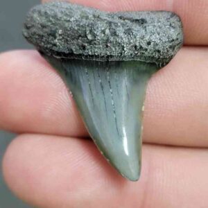 Fossil Extinct Great White Shark Tooth -  ExtinctGW3