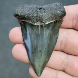 Fossil Extinct Great White Shark Tooth -  ExtinctGW30