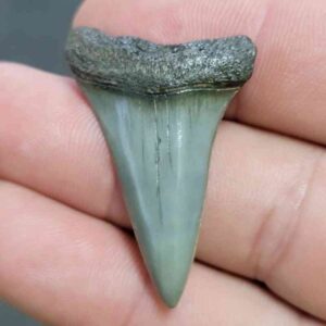 Fossil Extinct Great White Shark Tooth -  ExtinctGW4
