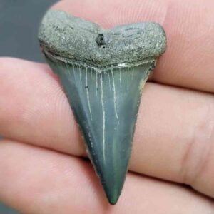 Fossil Extinct Great White Shark Tooth -  ExtinctGW5