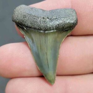 Fossil Extinct Great White Shark Tooth -  ExtinctGW6