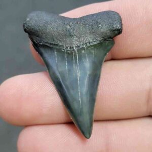Fossil Extinct Great White Shark Tooth -  ExtinctGW9