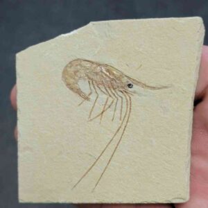 Fossil Lebanese Shrimp - FS-4