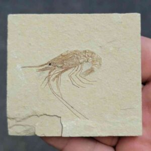 Fossil Lebanese Shrimp - FS-7