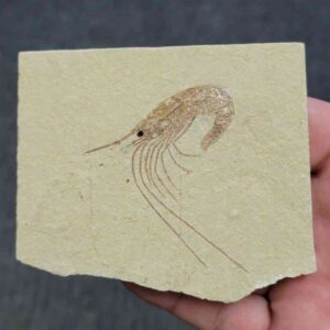 Fossil Lebanese Shrimp - FS-8