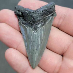 Fossil Angustiden Shark Tooth - STANG-19
