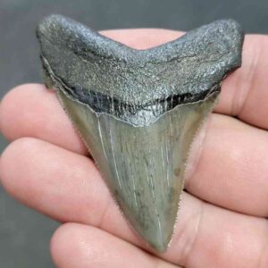 Fossil Angustiden Shark Tooth - STANG-30