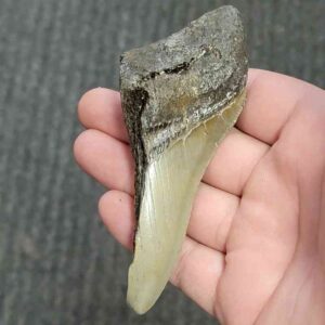 Fossil Bargain 50% Complete Megalodon Shark Tooth - STBAR50-2