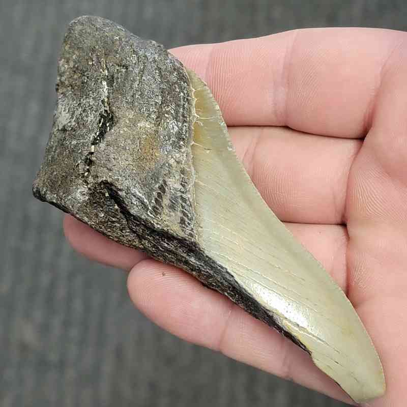 Fossil Bargain 50% Complete Megalodon Shark Tooth - STBAR50-2 - Image 2