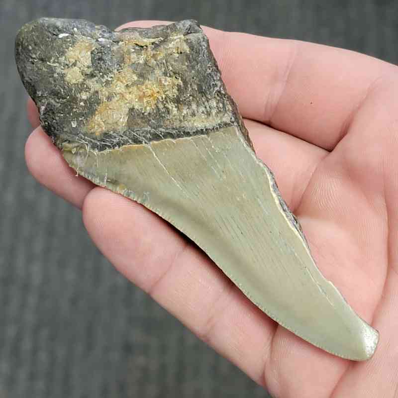 Fossil Bargain 50% Complete Megalodon Shark Tooth - STBAR50-2 - Image 3