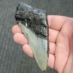 Fossil Bargain 50% Complete Megalodon Shark Tooth - STBAR50-80