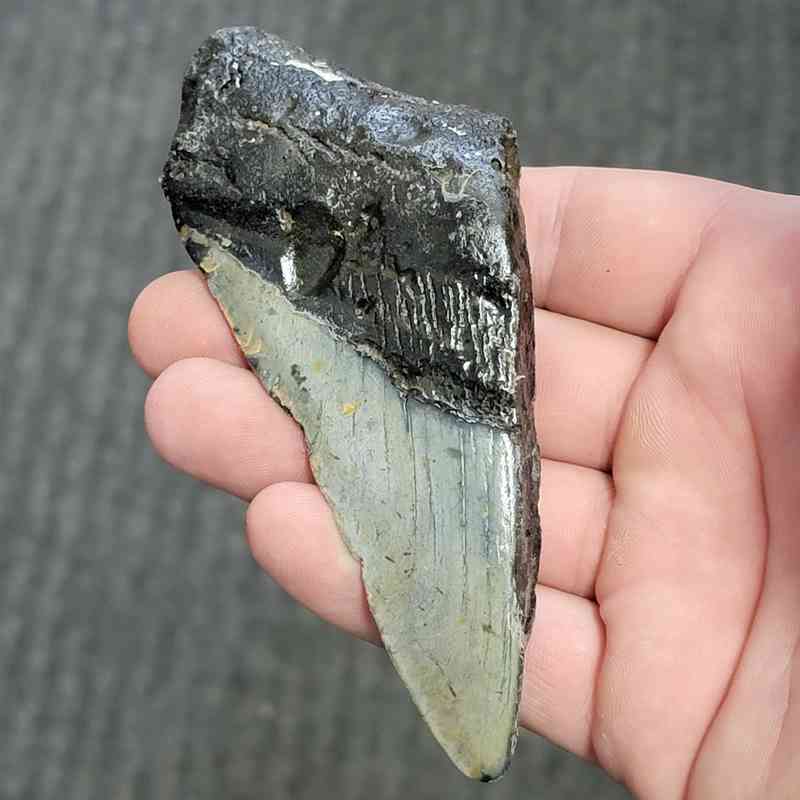 Fossil Bargain 50% Complete Megalodon Shark Tooth - STBAR50-80
