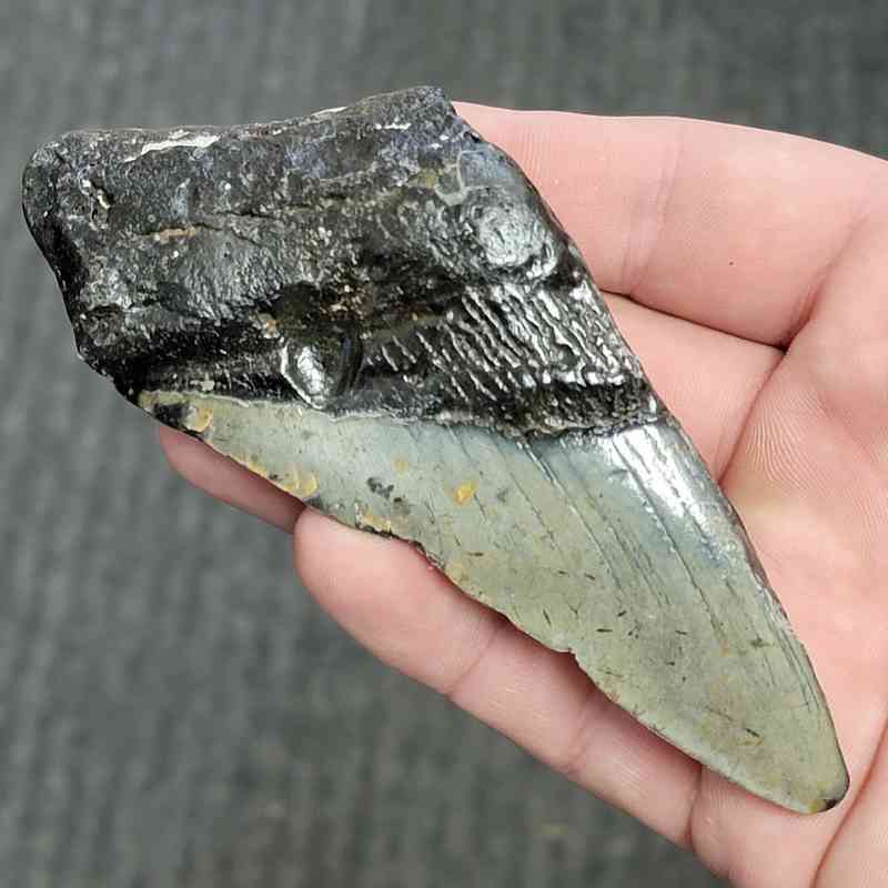 Fossil Bargain 50% Complete Megalodon Shark Tooth - STBAR50-80 - Image 2