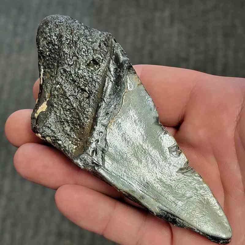Fossil Bargain 50% Complete Megalodon Shark Tooth - STBAR50-80 - Image 3