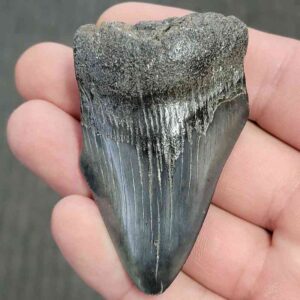 Fossil Bargain 75% Complete Megalodon Shark Tooth - STBAR75-21