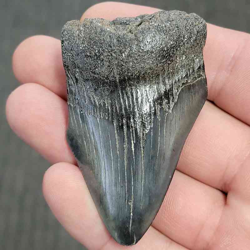 Fossil Bargain 75% Complete Megalodon Shark Tooth - STBAR75-21
