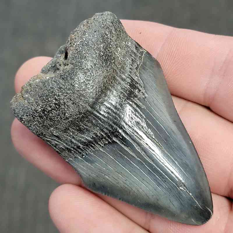 Fossil Bargain 75% Complete Megalodon Shark Tooth - STBAR75-21 - Image 2
