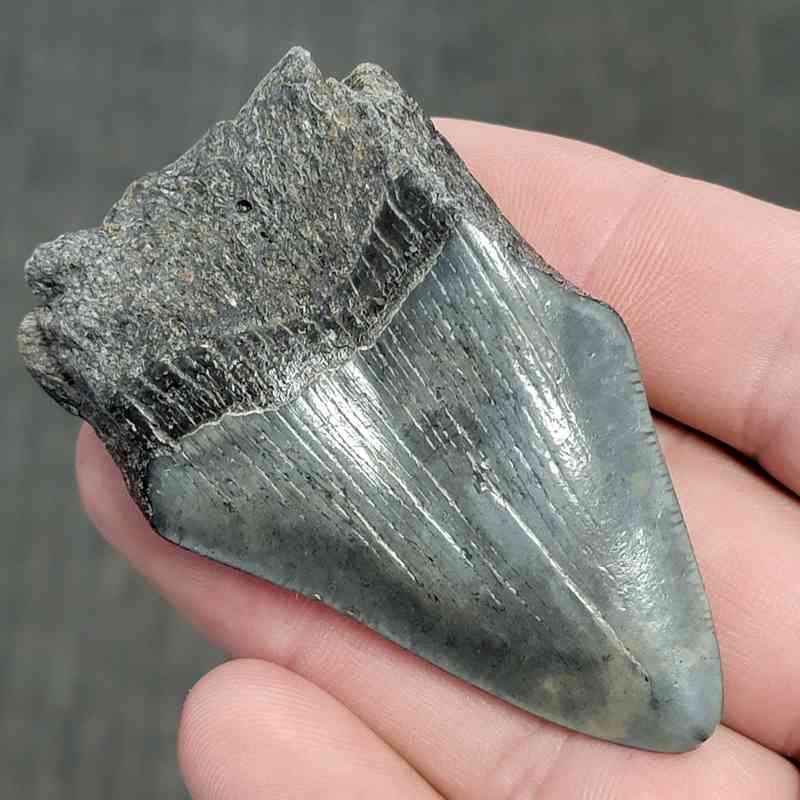 Fossil Bargain 75% Complete Megalodon Shark Tooth - STBAR75-21 - Image 3
