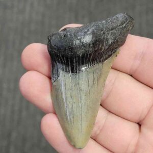 Fossil Bargain 75% Complete Megalodon Shark Tooth - STBAR75-24