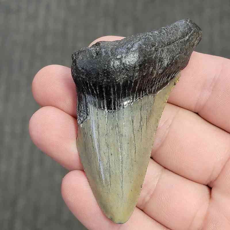 Fossil Bargain 75% Complete Megalodon Shark Tooth - STBAR75-24