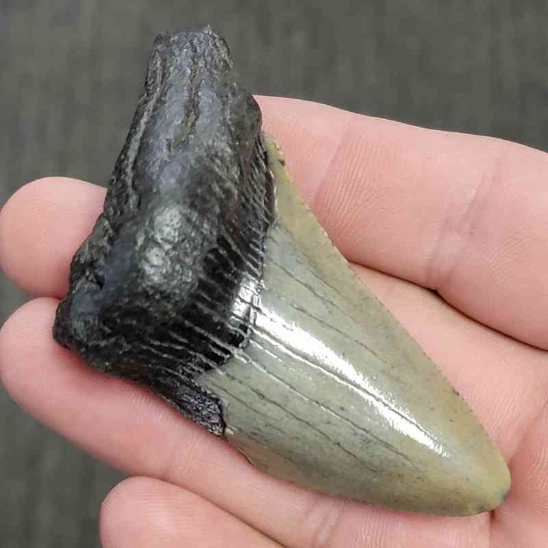Fossil Bargain 75% Complete Megalodon Shark Tooth - STBAR75-24 - Image 2