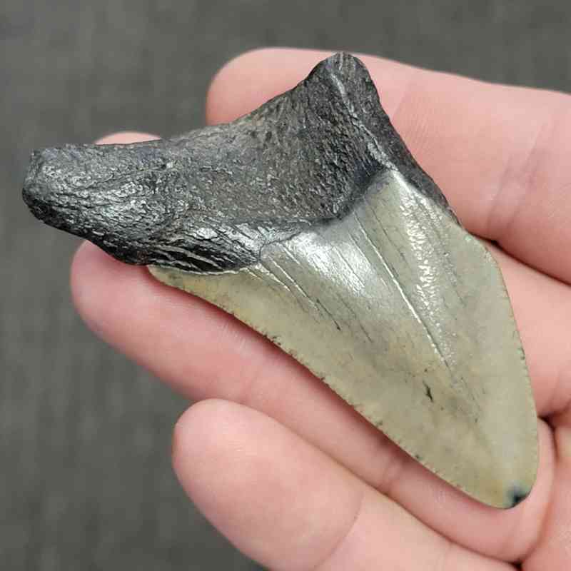 Fossil Bargain 75% Complete Megalodon Shark Tooth - STBAR75-24 - Image 3