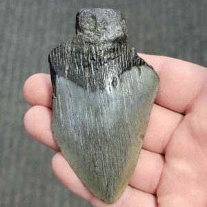Fossil Bargain 75% Complete Megalodon Shark Tooth - STBAR75-49